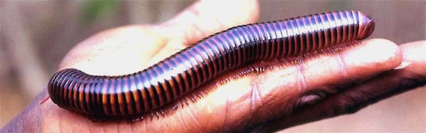 African giant  mllipede