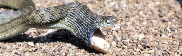 Egg-eating snake