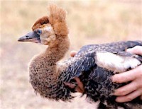 Young crowned crane