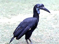 Abyssinian or northern ground hornbill (Bucorvus abyssinicus)