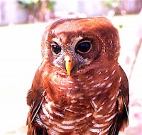 African wood owl (Strix woodfordii)