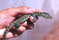 young monitor lizard